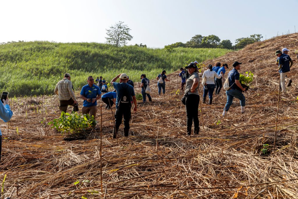 40 voluntarios de Caja de Ahorros sembraron 1,000 árboles de especies nativas